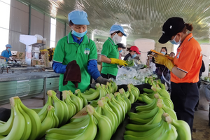 Chuối Gia Lai vươn ra thị trường quốc tế nhờ đổi mới công nghệ