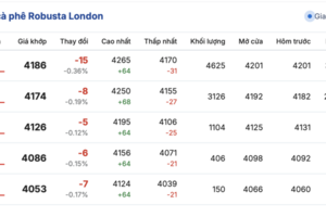 Giá cà phê hôm nay 30/9/2025: Tăng nhẹ trở lại