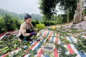 Trám đen Lũng Tao: Cây trồng bản địa nâng tầm kinh tế vùng cao