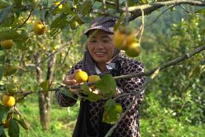 Thương mại số ‘chắp cánh’ nông sản Lạng Sơn