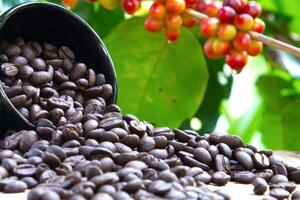 Bản tin nông sản hôm nay (2-10): Giá cà phê đi ngang, giá hồ tiêu giảm mạnh