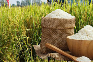 Giá lúa gạo hôm nay ngày 3/10: Gạo đi ngang, lúa tươi chững giá