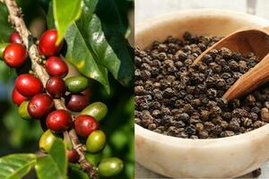 Bản tin nông sản hôm nay (6-10): Giá cà phê, hồ tiêu, lúa gạo đều ổn định