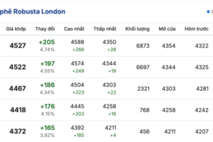Giá cà phê hôm nay 5/10/2025: Bật tăng 1.600 đồng/kg