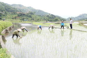 Gạo Séng Cù Mường Vi: Giữ vững chất lượng, vươn xa ra thị trường