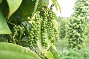 Bản tin nông sản hôm nay (7-10): Giá hồ tiêu trong nước tăng nhẹ