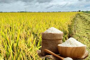 Giá lúa gạo hôm nay ngày 7/10: Thị trường trầm lắng