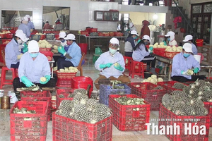 Không để gián đoạn Chương trình OCOP sau khi vận hành chính quyền địa phương 2 cấp