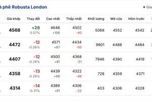 Giá cà phê hôm nay 10/10/2025: Tăng trở lại 1.000 đồng/kg