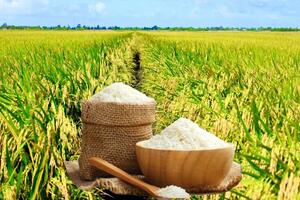 Giá lúa gạo hôm nay ngày 10/10: Gạo xuất khẩu tiếp đà giảm, lúa chững