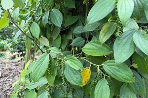 Giá tiêu hôm nay 11/10/2025: Thị trường yên ắng