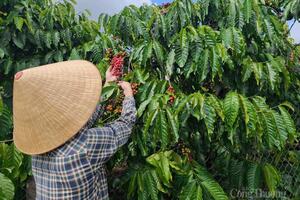 Giá cà phê hôm nay 11/10/2025: Giảm nhẹ 500 đồng/kg