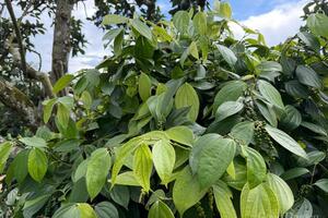 Giá tiêu hôm nay 12/10/2025: Sát đỉnh 150.000 đồng/kg