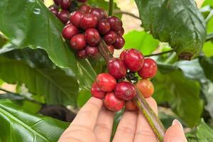 Giá cà phê hôm nay 12/10/2025: Trong nước giảm tiếp 500 - 700 đồng/kg