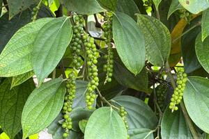 Giá tiêu hôm nay 13/10/2025: Không biến động