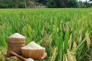 Giá lúa gạo hôm nay ngày 13/10: Gạo bình ổn, lúa tươi xu hương giảm