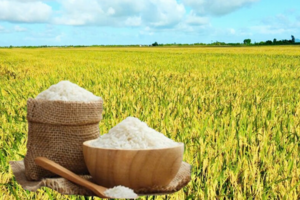 Giá lúa gạo hôm nay ngày 17/10: Thị trường lặng sóng