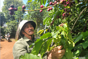 Thầy giáo nghỉ hưu thành “nông dân Việt Nam xuất sắc”