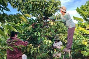 Liên kết chuỗi, nâng tầm thương hiệu cà phê Lâm Đồng
