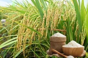 Giá lúa gạo hôm nay ngày 24/10: Gạo bình ổn, Lúa tươi vững giá