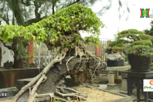 Hồng Vân - "Làng cây cảnh" trăm tỷ