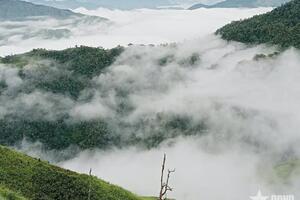 Giọt sương, hương khói và vị trà Tà Xùa giữa đại ngàn