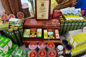 Tuyên Quang và Lào Cai tổ chức Lễ hội hoa Dã Quỳ, trà Shan Tuyết