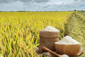 Giá lúa gạo hôm nay ngày 1/11: Gạo bình ổn, lúa tươi chững giá