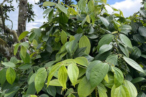 Giá tiêu hôm nay 4/11/2025: Tăng nhẹ 500 đồng/kg