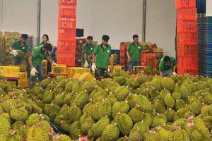 Sắp đăng ký tự động mã số xuất khẩu qua Hải quan Trung Quốc