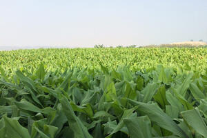 Phát triển nghệ thành sản phẩm dược liệu chủ lực theo chuỗi giá trị