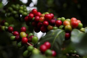 Bản tin nông sản hôm nay (6-11): Giá cà phê giảm nhẹ