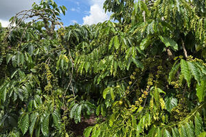 Giá cà phê hôm nay 6/11/2025: Giảm nhẹ cục bộ