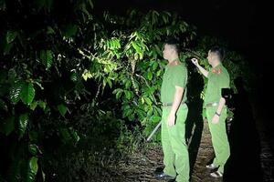 Cà phê chín rộ, nông dân Gia Lai vừa mừng, vừa lo