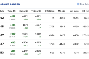 Giá cà phê hôm nay 9/11/2025: Bật tăng 2.500 đồng/kg