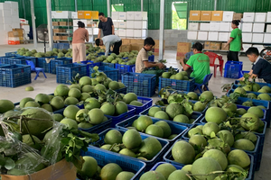 Khánh Hòa: Cây đặc sản vươn mình giữa đại ngàn