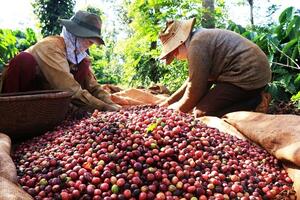 Giá cà phê Arabica giảm về dưới mốc 8.900 USD/tấn