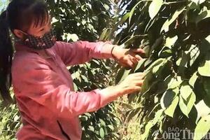 Giá tiêu hôm nay 17/11/2025: Lặng sóng đầu tuần