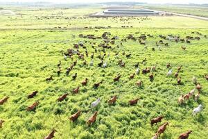 Gia Lai – Idaho (Mỹ) hợp tác phát triển bò thịt công nghệ cao