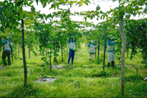 Vietnam Foodexpo 2025: Lời tri ân của Sao Mai và khát vọng mang nông sản Việt vươn xa