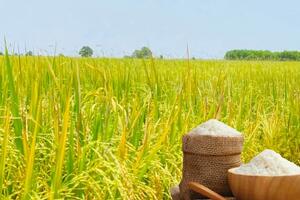 Giá lúa gạo hôm nay ngày 21/11: Gạo xuất khẩu biến động mạnh