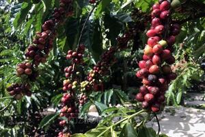 Bản tin nông sản hôm nay (23-11): Giá cà phê giảm sâu