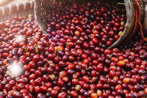 Giá cà phê thế giới tăng mạnh khi lo ngại thắt chặt nguồn cung
