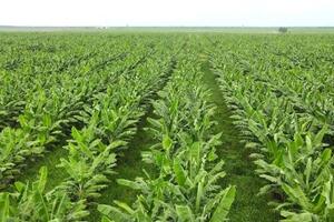 Chuối Việt Nam rộng cửa xuất ngoại nhờ 'bắt tay' nhà phân phối Mỹ