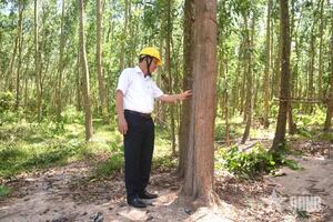 Hiệu quả từ trồng rừng gỗ lớn ở Gia Lai