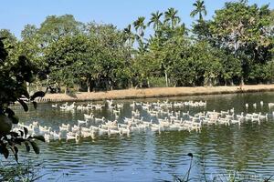 Nhân rộng mô hình chăn nuôi, nông dân vươn lên thoát nghèo