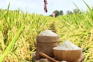 Giá lúa gạo hôm nay ngày 2/12: Lúa tươi đồng loạt tăng mạnh