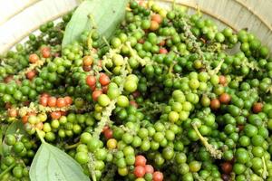 Giá tiêu hôm nay 3/12/2025: Giảm từ 500 - 1.000 đồng/kg