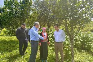 Liên kết sản xuất tạo sinh kế bền vững cho đồng bào dân tộc Lai Châu