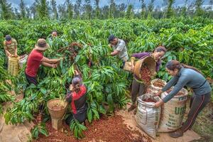 Bản tin nông sản hôm nay (4-12): Giá cà phê tiếp tục giảm sâu